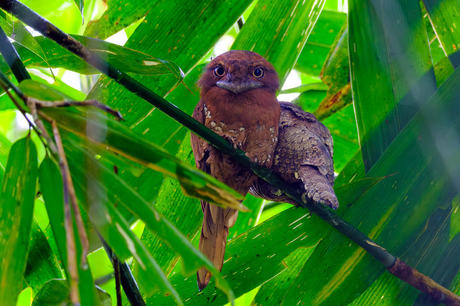 image Sri Lanka Frogmouth